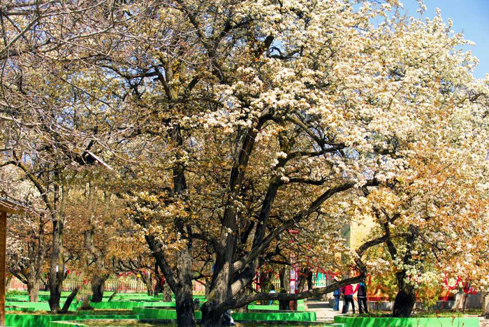 视频|宁夏隆德:百年梨园花海间 书声袅袅绕心弦