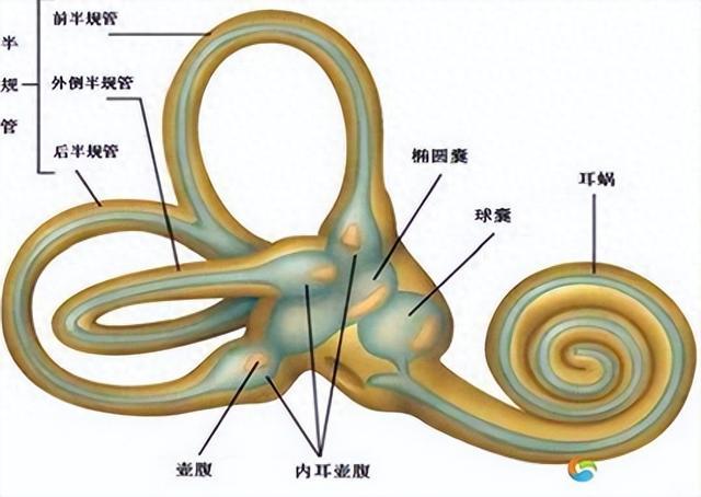 前庭大腺在哪位置图片图片