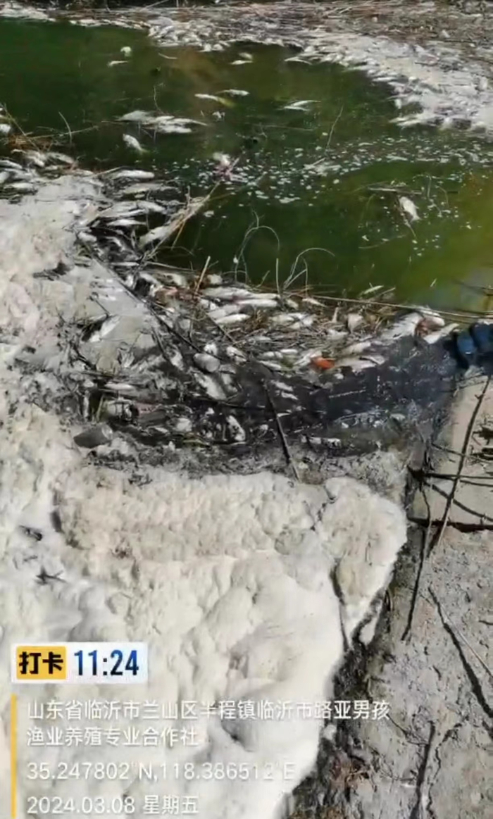 3月8日，东哨水库入水口漂浮着死鱼。  受访者供图