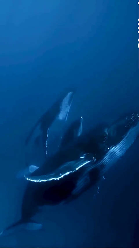 深海中鲸鱼的叫声,感受一下