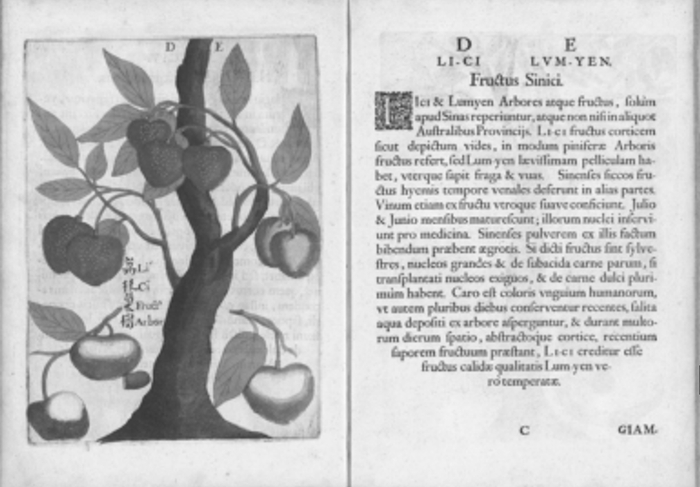 卜弥格《中国植物志》