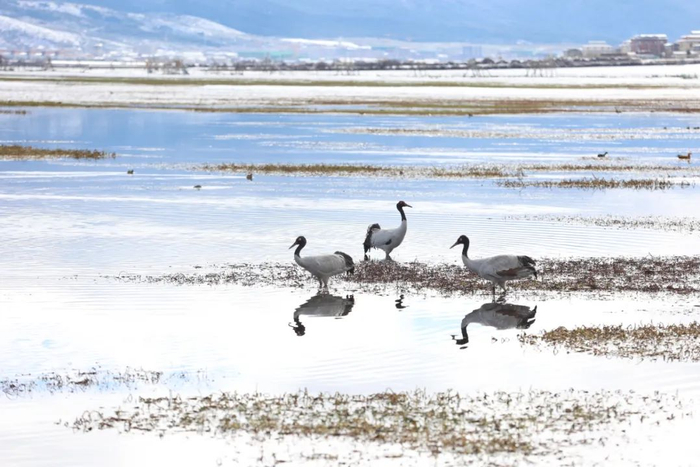 纳帕海湿地 陈飞 摄