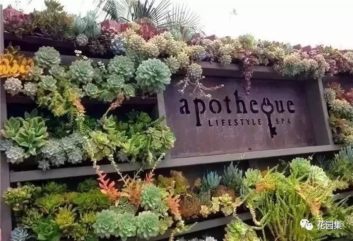 哪些植物是大自然中的天然氧吧?一起来探究