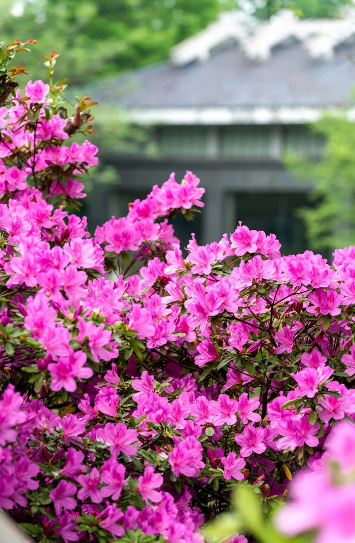 马鞍山杜鹃:速来,真的会谢|马鞍山市|杜鹃|杜鹃花_新浪新闻