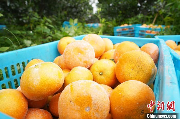 广西贵港特产水果图片
