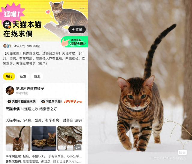 （图：“天猫”在闲鱼海鲜市场相亲引发关注）