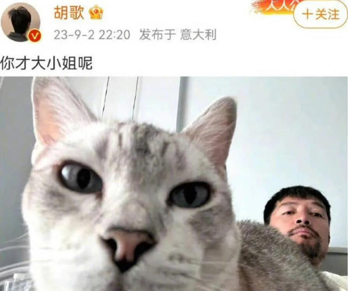 评论区热评"又怎么了我的大小姐",引得胡歌再发一张与猫咪的合影,回道
