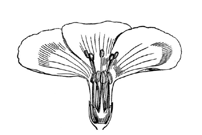达尔文所绘的花卉插图长花蕊是雌蕊,短花蕊是雄蕊