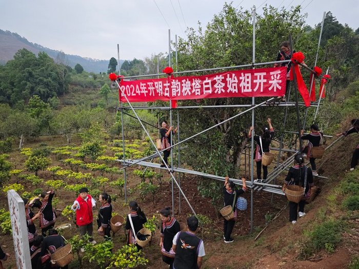 云南景谷"秧塔大白茶始祖"迎来开采