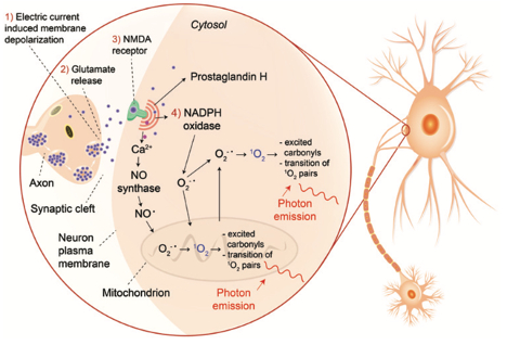 细胞代谢产生光子的一种示例（图片来源：Császár et al, 2016）