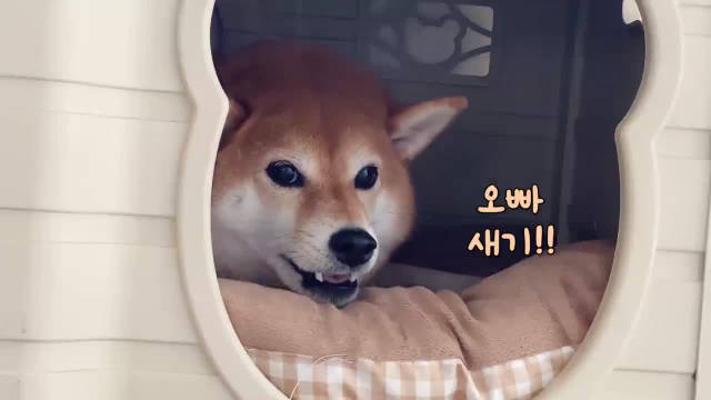 千万不要因为觉得柴犬可爱就随便养它