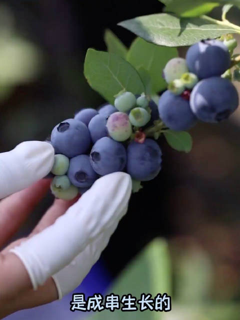 蓝莓表面的白霜要洗掉吗