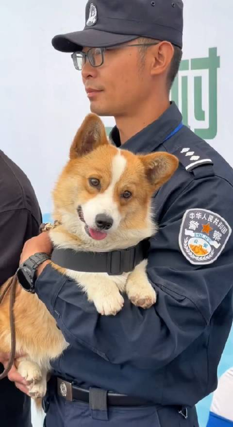 它就是火到国外的柯基警犬福仔_手机新浪网