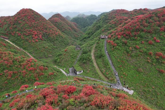 新华社发(张正举摄)4月21日,游客在贵州省丹寨县龙泉山杜鹃花丛中游玩