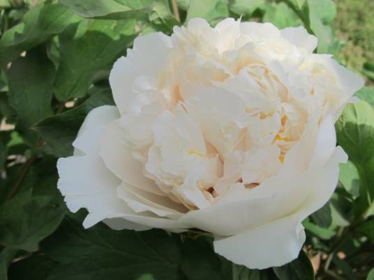 四月牡丹:国色天香,一城之人皆为其狂 | 文物中的花神