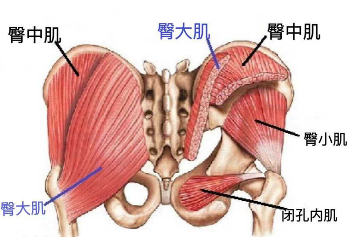男凝又出新花样,女性的屁股遭殃了……|臀部|骨盆|肌肉_新浪新闻