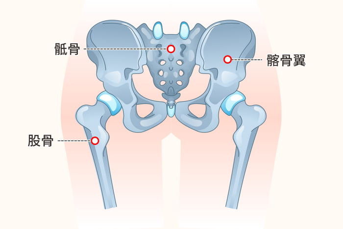 内部骨骼及韧带的形态变化因为臀部形态和这三个因素有关.