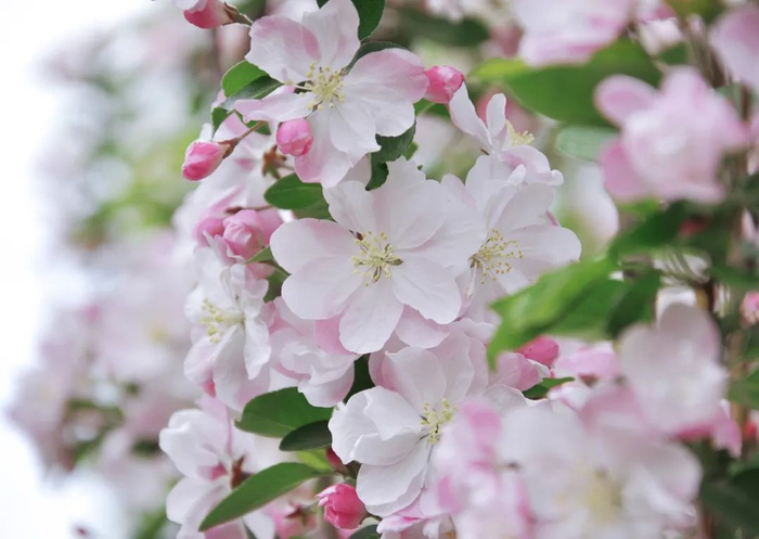 细闻一朵西府海棠,有淡淡清香,才知道张爱玲所说人生三大恨事之一
