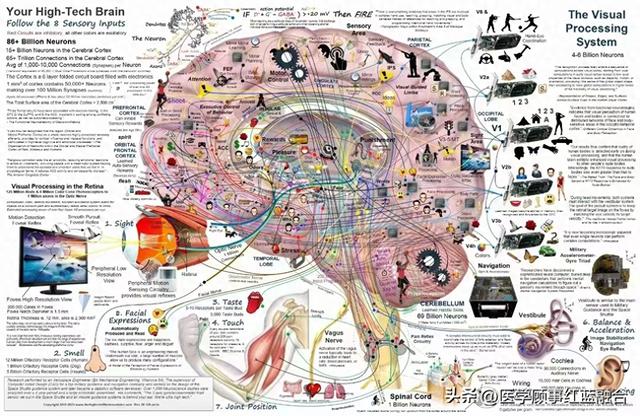 brainstructure图片