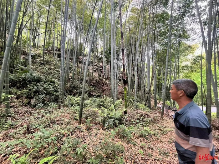 大邑县村民王大哥和他的竹林