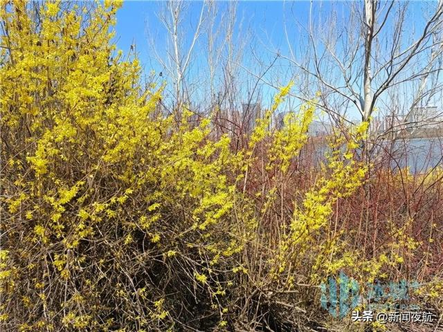 重瓣榆叶梅:南岗区和兴路,征仪路,香坊区中山路,三合路.