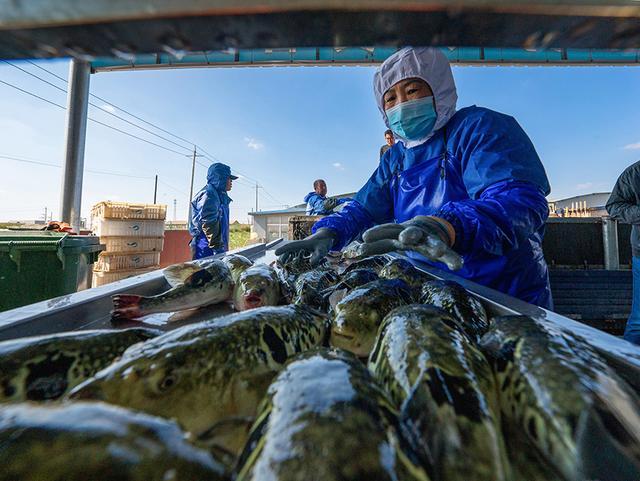 曹妃甸的河豚鱼加工厂，已经形成从养殖到加工的流水化作业
