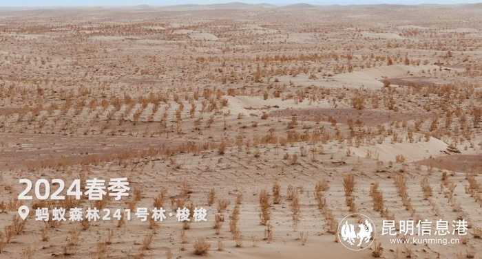 蚂蚁森林超9成树种在"三北"攻坚战核心区|甘肃省|攻坚战|敦煌市_新浪