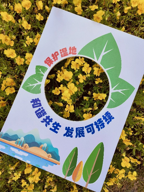 他们制作昆虫旅馆,手工折纸,创意添画,用双手表达对自然生态的热爱与