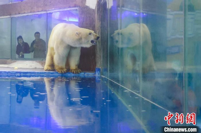 时隔两年半 南京海底世界"10后"北极熊西安"相亲"归来