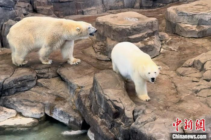 在专业团队的守护下,南京海底世界北极熊"仔仔"回到它阔别两年半的家