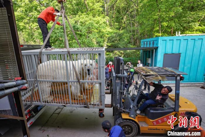 在专业团队的守护下,南京海底世界北极熊"仔仔"回到它阔别两年半的家