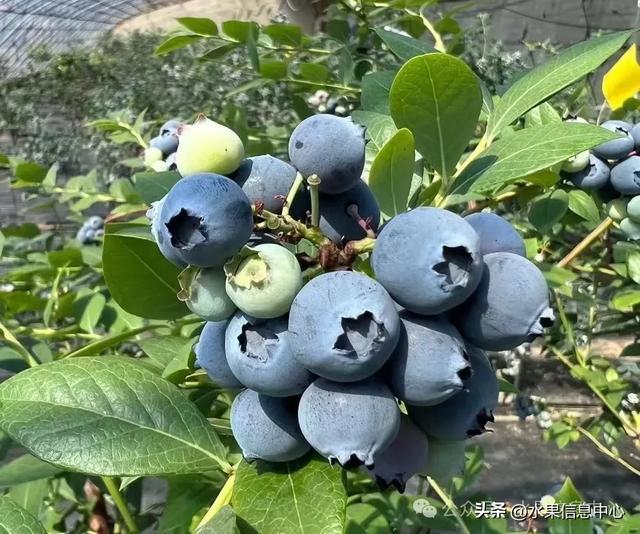 蓝莓品种冷量表图片