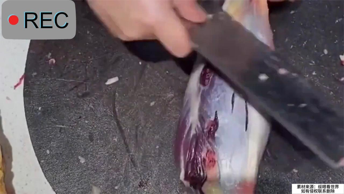 金钱腱又叫三花趾是所有腱子当中花纹筋纹最多的