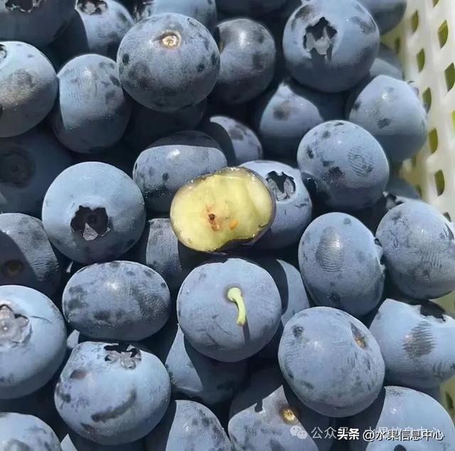 蓝莓品种冷量表图片