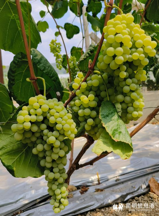 放眼望去,1360余亩连片种植的葡萄架上长满葡萄枝叶,葡萄架一个接着一