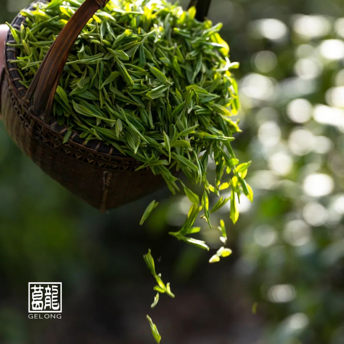 一杯明前西湖龙井,乾隆也羡慕不来的鲜,头采