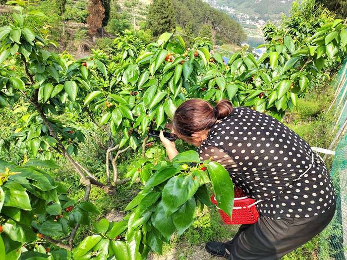 开阳县花梨镇:樱桃"抢鲜"上市 拓宽农民增收路子