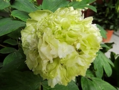 四月牡丹:国色天香,一城之人皆为其狂 | 文物中的花神