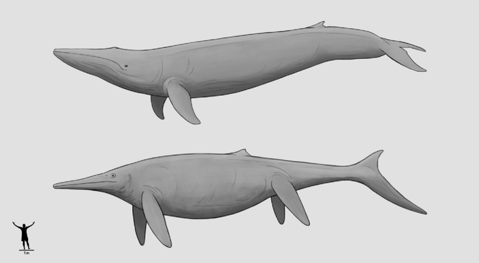 这种鱼龙的体型,丹根据萨斯特鱼龙(shastasaurus)的身体比例作为参照
