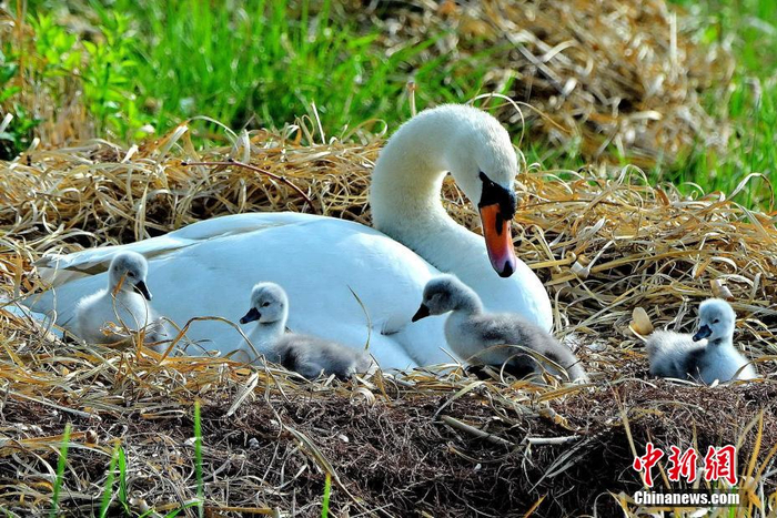 贾群夫 摄图为"王子"和"公主"带领天鹅宝宝在水上嬉戏.