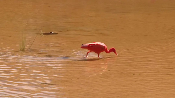 南宁的"网红鸟"美洲红鹮突然死亡,凶手究竟是谁? 当地动物园正在调查