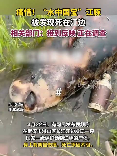 疼惜!"水中国宝"江豚被发现死在江边 相关部门:接到反映,正在调查