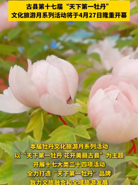 古县第十七届"天下第一牡丹"文化旅游月系列活动~简直不要太美
