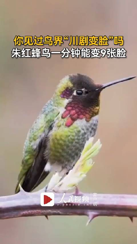 你见过鸟界"川剧变脸"吗,朱红蜂鸟一分钟能变9张脸!