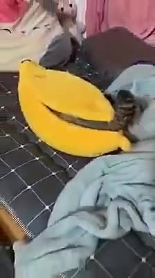 躲进香蕉里面睡觉的猫咪