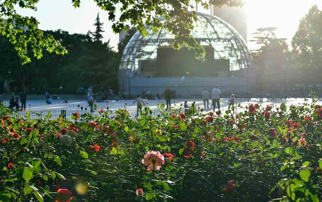 图集|热烈绽放,娇艳欲滴!郑州绿城广场月季花绽放美景如画