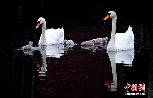 图为“王子”和“公主”带领天鹅宝宝在水上嬉戏。贾群夫 摄