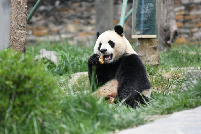 早安·世界|旅外大熊猫回家后的惬意生活|沙尘暴|大熊猫|成都大熊猫繁