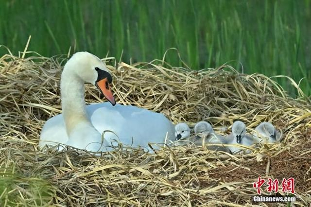 图为刚刚出生的天鹅宝宝。贾群夫 摄