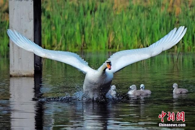 图为天鹅带着天鹅宝宝在水上嬉戏。贾群夫 摄